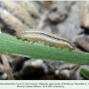 erebia melancholica daghestan larva2